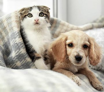 آرایشگاه حیوانات در اصفهان