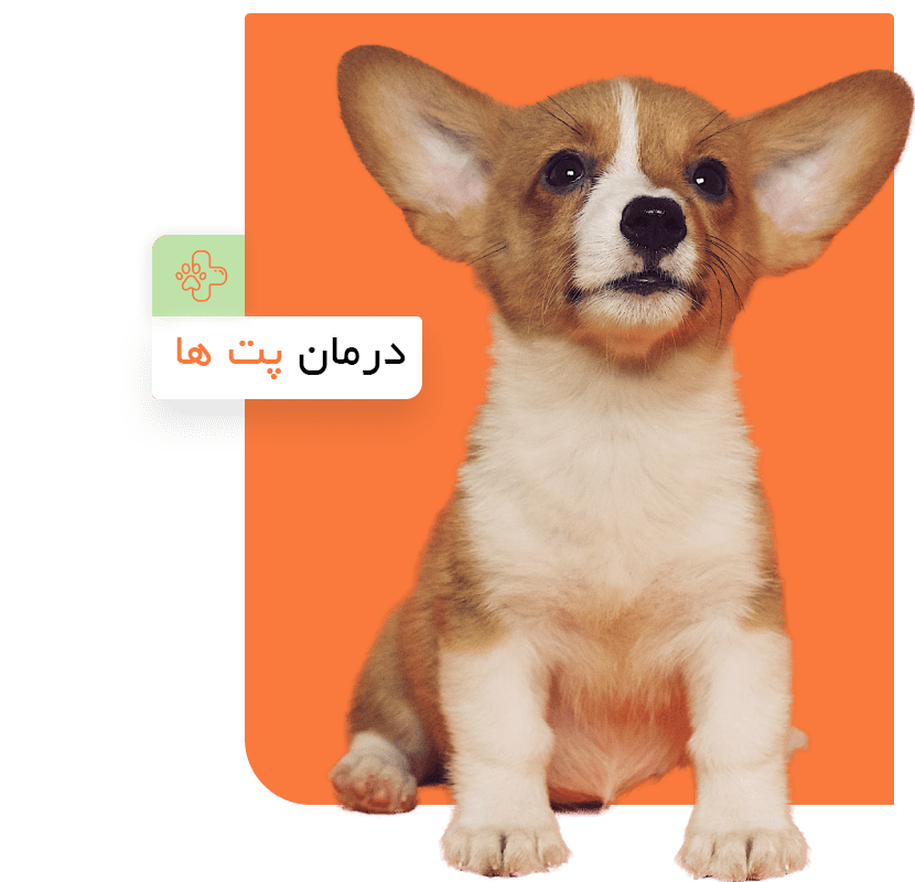 Dog care222