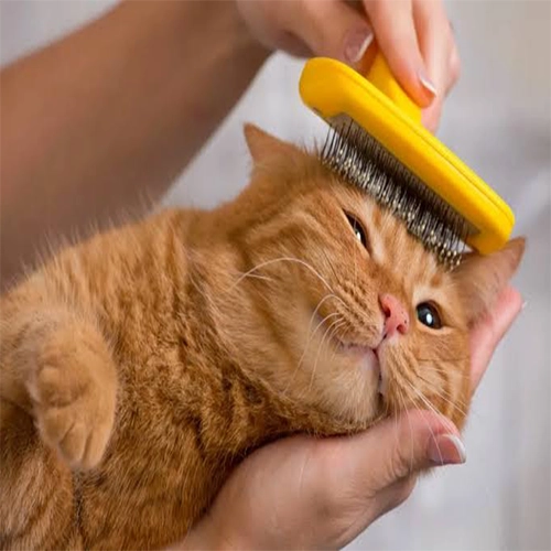 آرایشگاه سگ در اصفهان